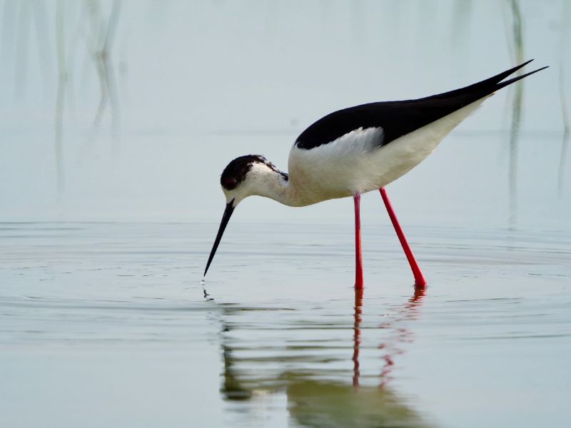 Black-winged Stilt