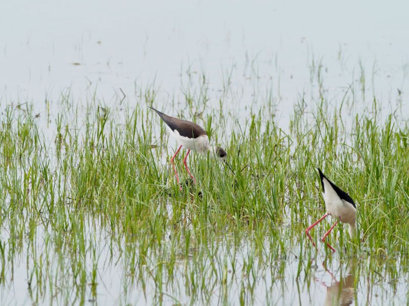 Black-winged Stilt