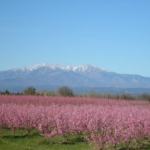 Canigou in blossom