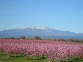 Canigou in blossom