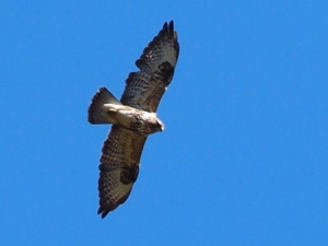 buzzard po naturally