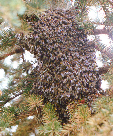 honey bees stir and the colony starts to grow