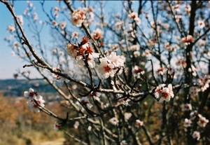 Almond blossom