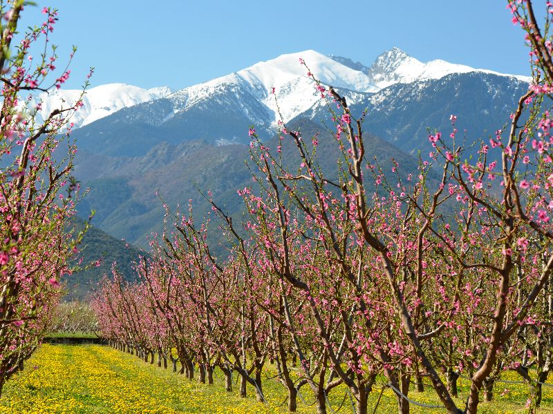 Dogs Tooth Peak & all Things Canigou