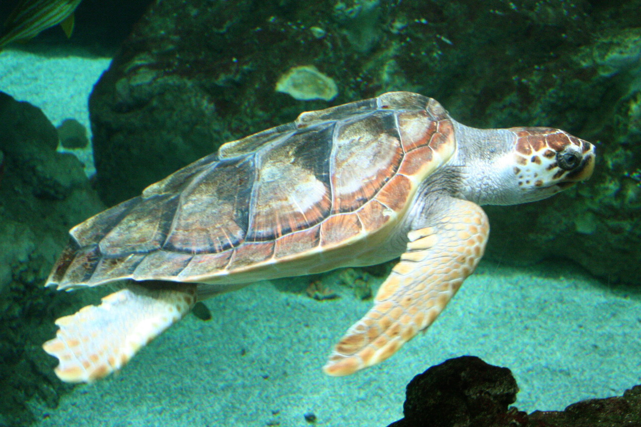 Caretta caretta (Loggerhead Sea Turtle) at Océanopolis, Brest, France. (PHOTO: WIKIPEDIA)