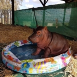 Charlie the hippo orphan who hated water - learning to play in kiddie pool