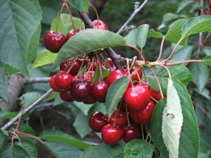 Cherries