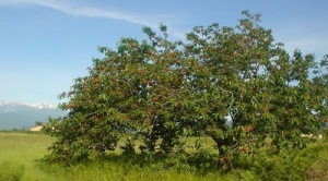 Cherry Tree