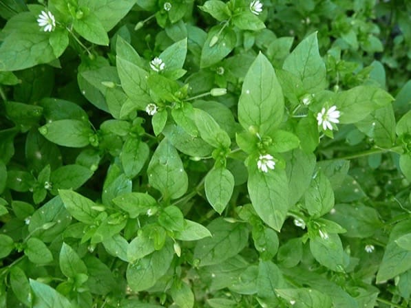 Chickweed (1)