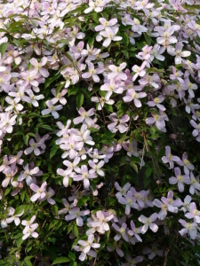 Clematis_montana_'Elisabeth'_J1