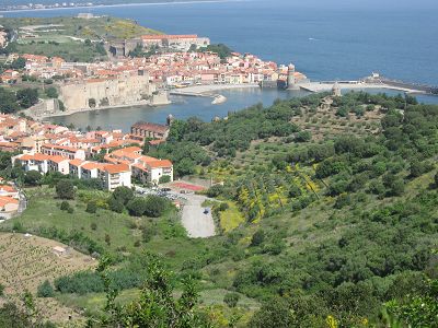 VINES BETWEEN COLLIOURE AND BANYULS