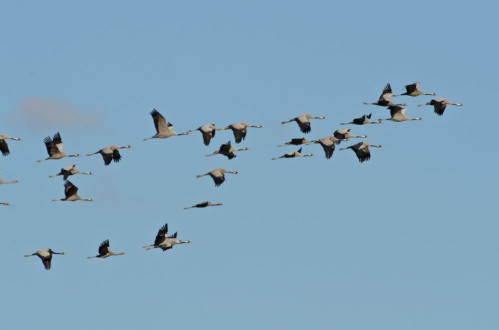 Common Crane (Grus grus) Migrating south, using the usual triangular formation in order to conserve energy. Villafafila, Zamora, Spain