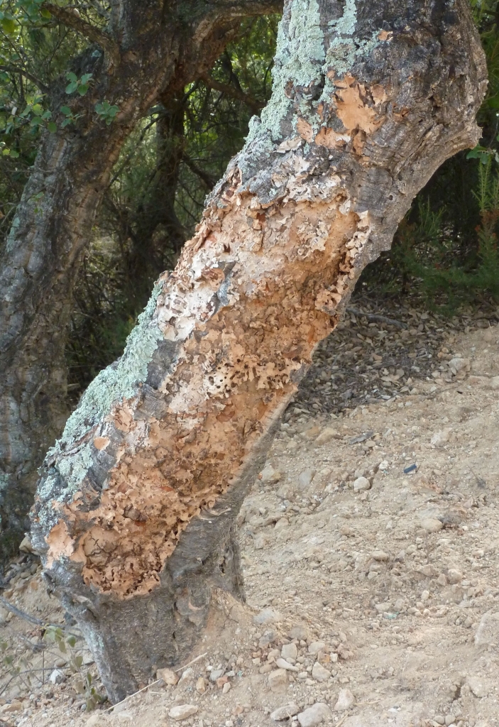 Cork bark hacked off