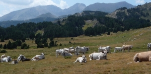 Cows near Balmeta