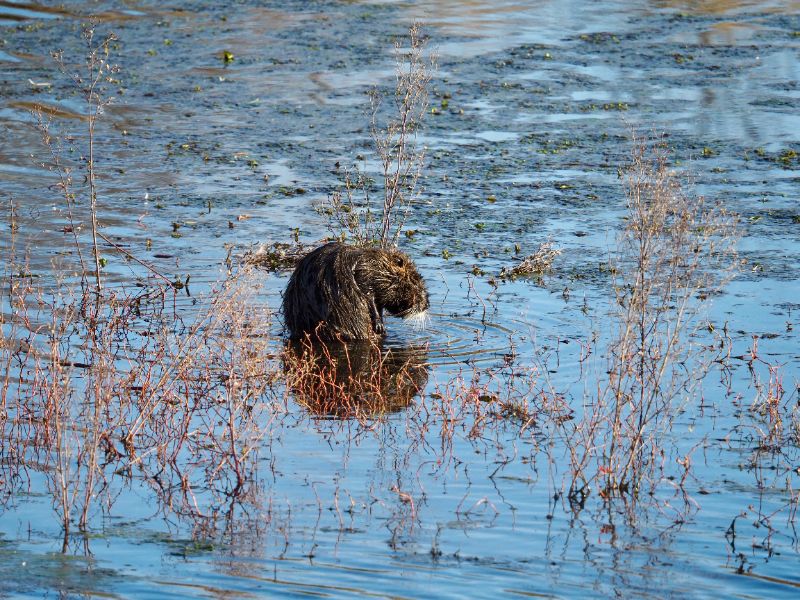 Coypu scratching