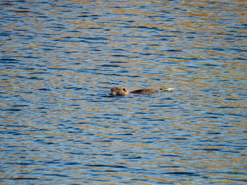 Coypu swimming, weed on tail