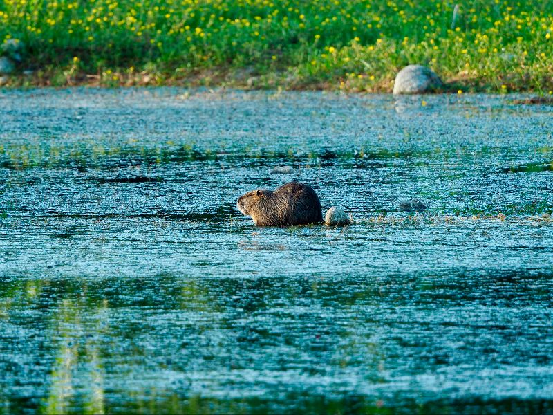 Coypu