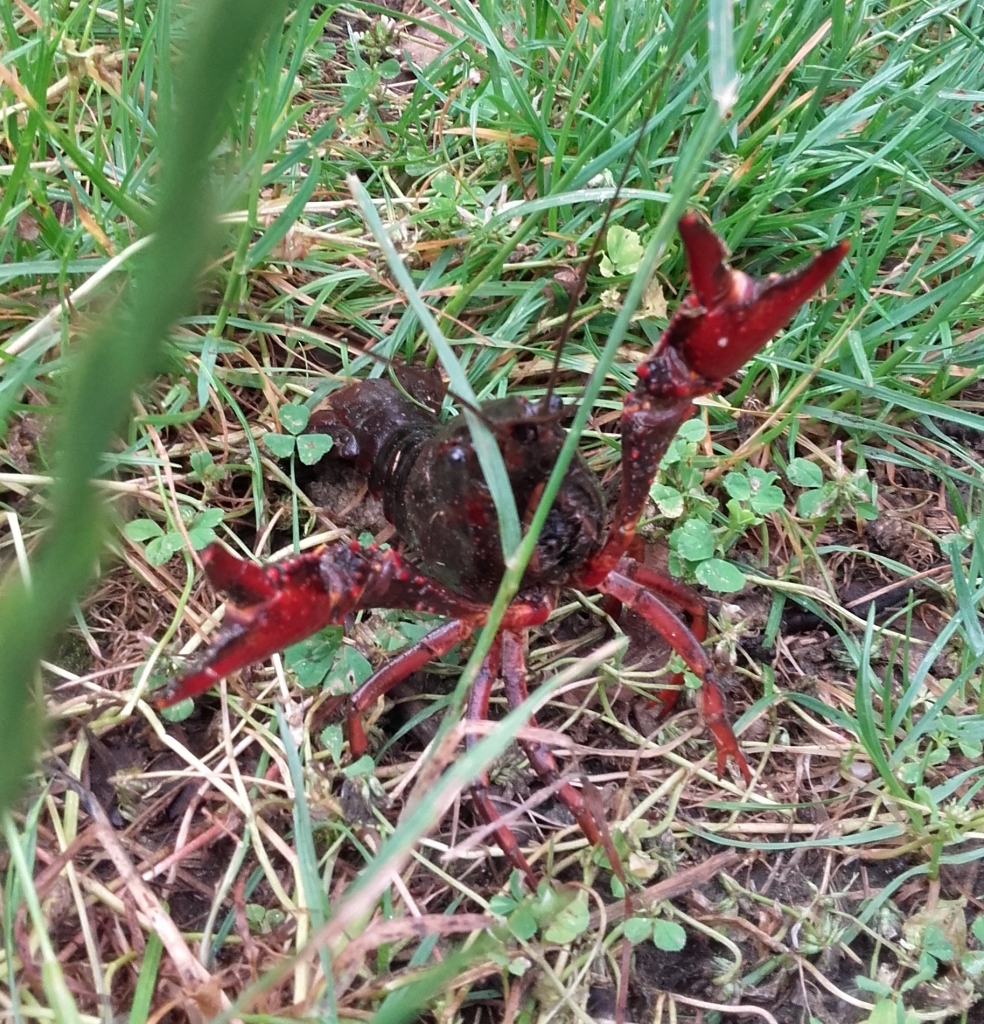 Crayfish - claws