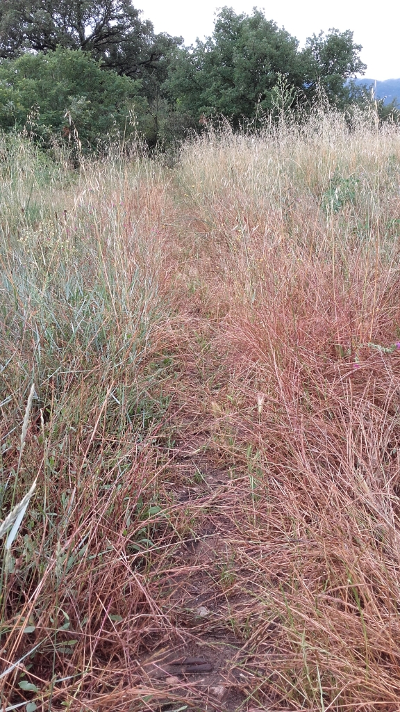 Crayfish path