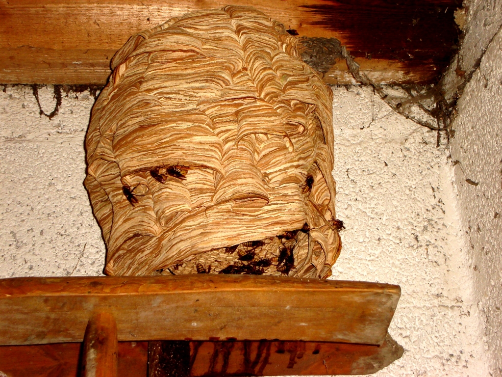 European Hornet nest (Credit: Anon)