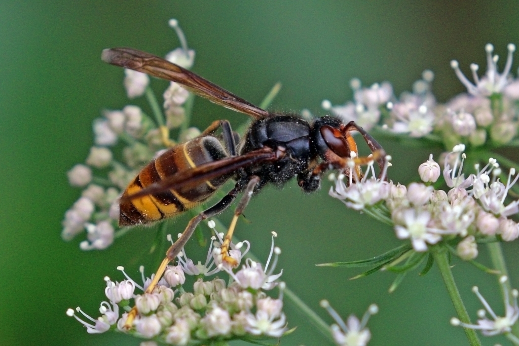 Asian Hornet (Credit C.J. Sharp)