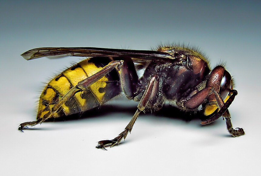 European hornet (Credit: P. Namek