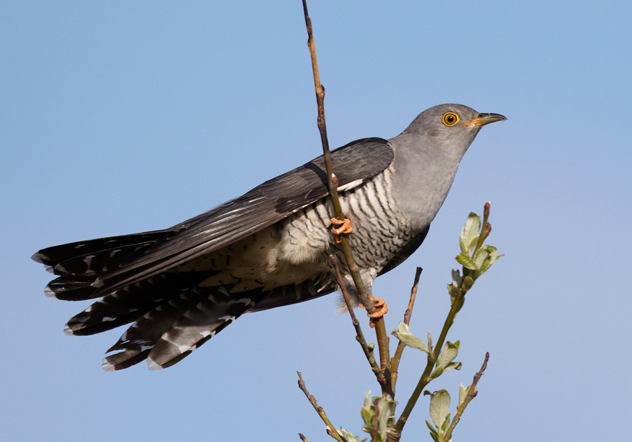 FRENCH POEMS TO ENJOY Cuckoos P O Life