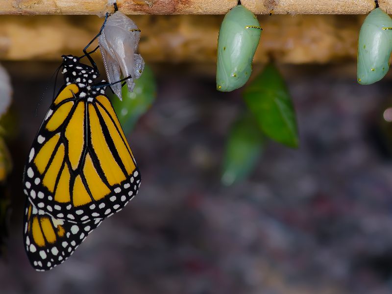 tropique du papillon