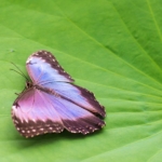 tropique du papillon
