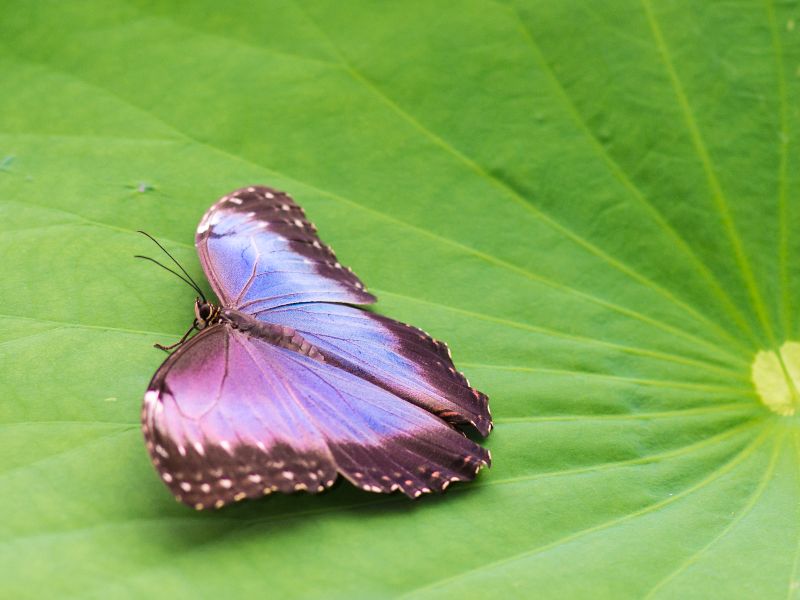 tropique du papillon