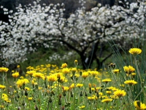 Dandilions