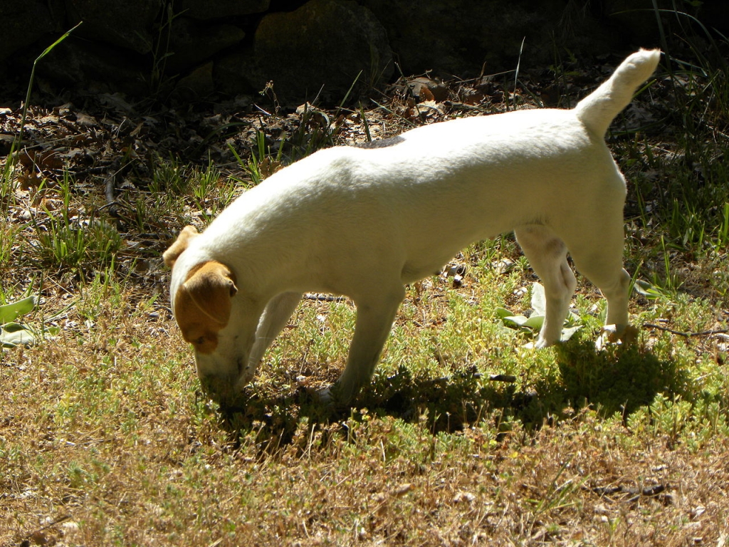 Dog_smelling_for_truffles