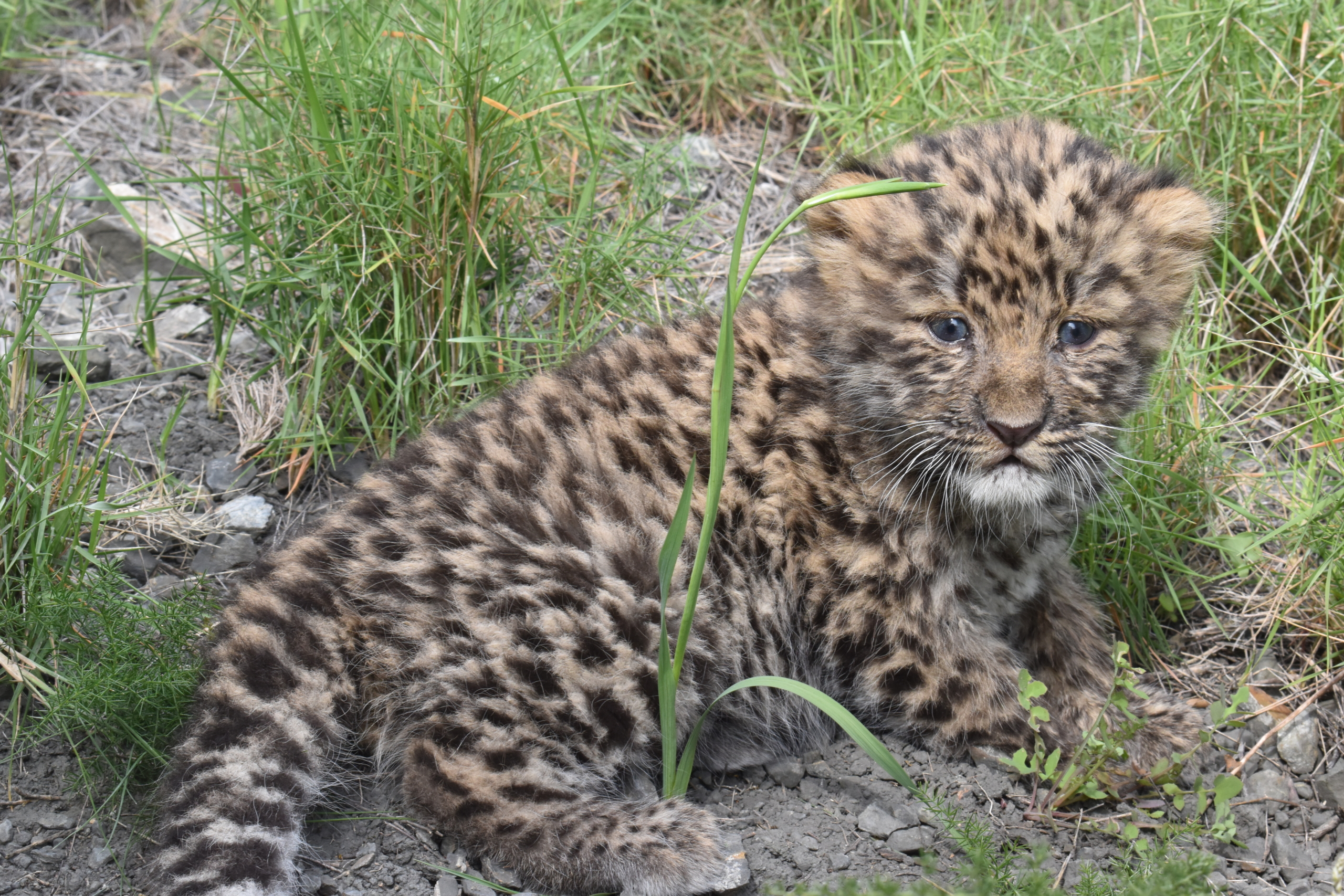 Ecozonia: Extraordinary Birth of a Baby 'Panthère de l'Amour!