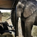 Françoise with herd matriarch called Frankie Françoise with herd matriarch called Frankie