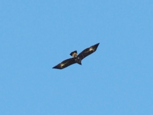 Golden eagle po naturally