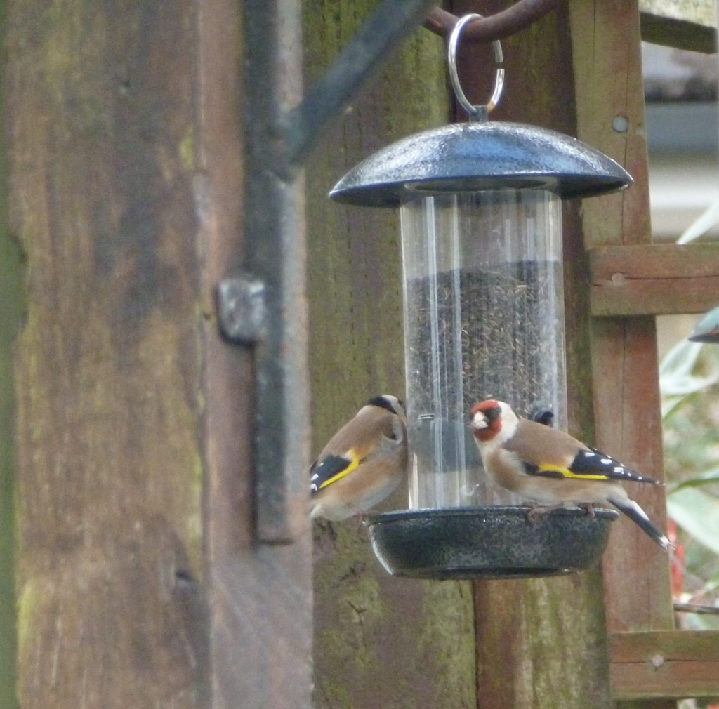 Goldfinches