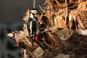 Great spotted woodpecker