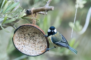 Great tit copy