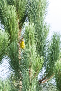 Greenfinch copy 2