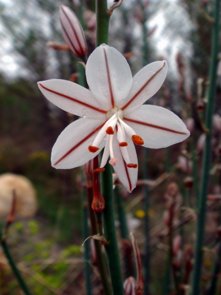 Asphodel