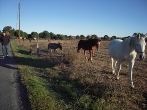 Horses