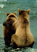 Brown Bears