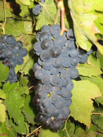 grapes