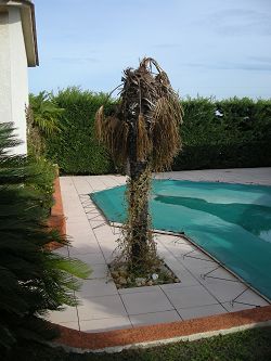 The palm tree!