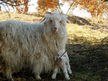 Angora sheep in the Pyrenees