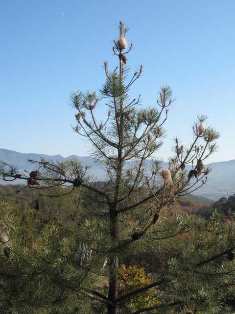 Chenillles processionaires