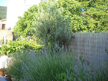 lavender hedge