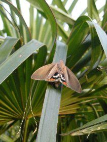 Paysandisia archon moth