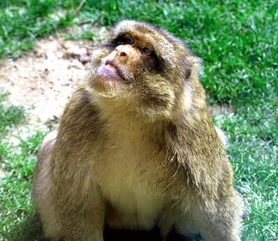 Parc animalier de Casteil