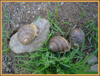 snails in france